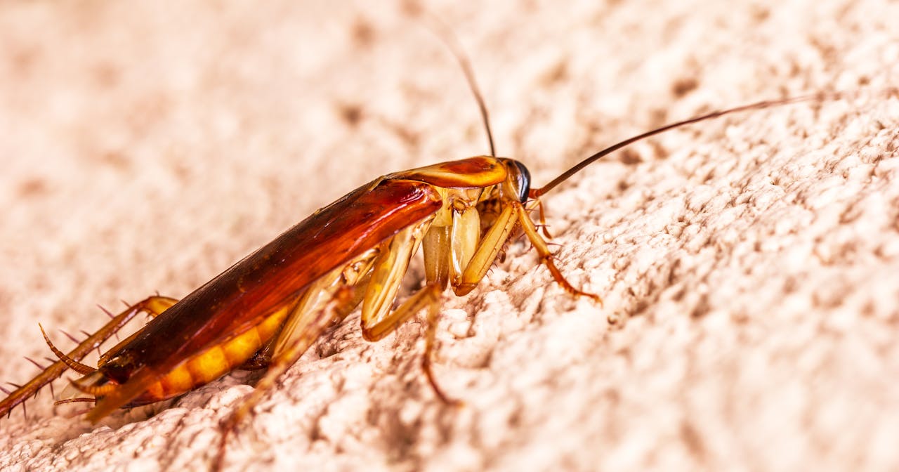 services-01 Detailed macro shot of a cockroach on a rough surface with vivid detail.