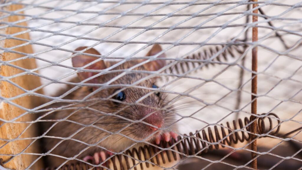 pexels-photo-69221 A close-up shot of a rat peeking through a wire cage, capturing its curious expression.