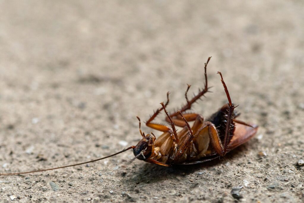 pexels-photo-11362662-11362662 Close-up image of a dead cockroach on a textured surface, showcasing insect detail.